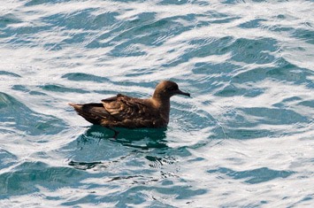 Sooty-shearwater---MM7 0386