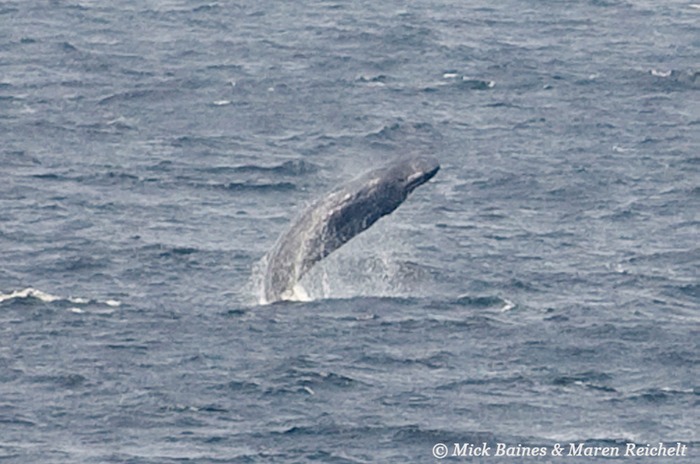 Sperm-whale---Mick-Baines -copy