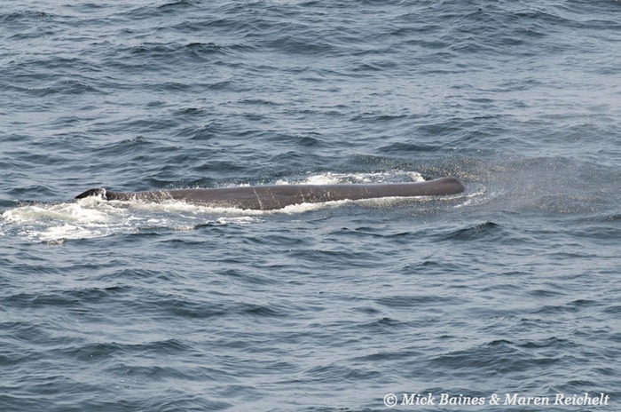Sperm-whale-MEB 0289-copy