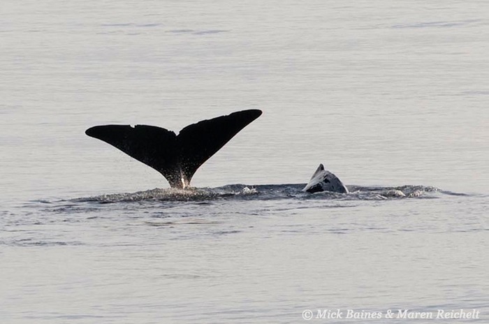 Sperm-whales---Mick-Baines-copy
