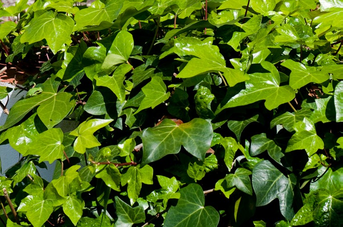 Spot-the-froggie-large-MAR 4293