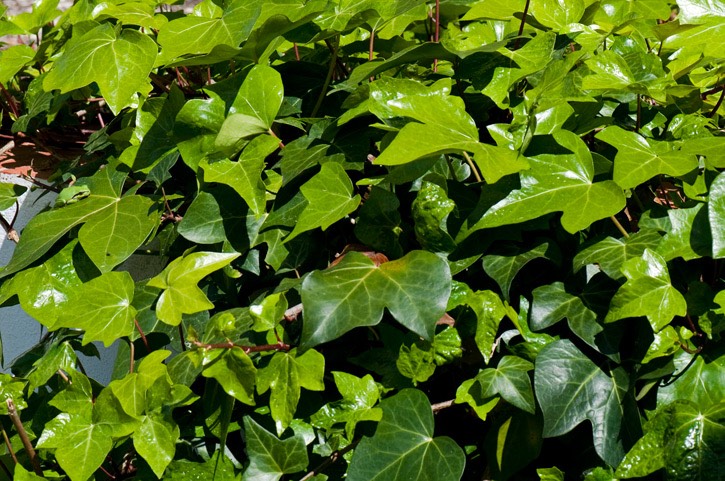 Spot-the-froggie-large-MAR 4293