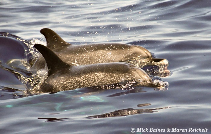 Spotted-dolphins-3-copy