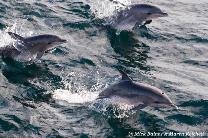 Spotted-trio-MEB 1679-copy