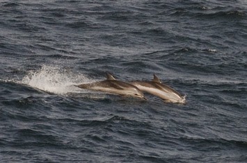 Striped-dolphin---MM7 1913