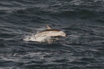 Striped-dolphin---MM7 1914