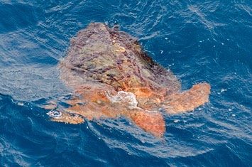 T5---Loggerhead-turtle---MM7 7525