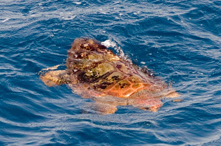 T5---Loggerhead-turtle---MM7 7523