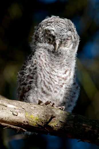 Tawny-owl---MEB 7117
