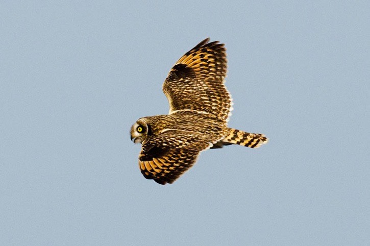 W3---Short-eared-owl---MM7 9380