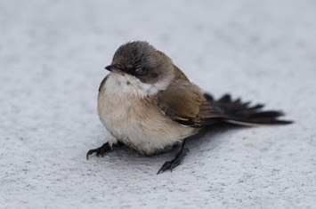 Whitethroat---MM7 5019