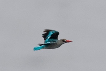 Woodland-kingfisher---MEB 8637