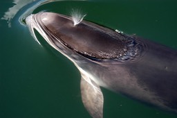 Harbour Porpoises at Fjord & Bælt, Denmark