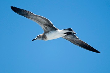 Young-laughing-gull---MEB 9027