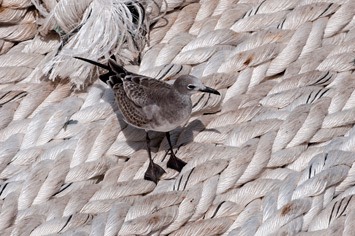 Young-laughing-gull---MEB 9052