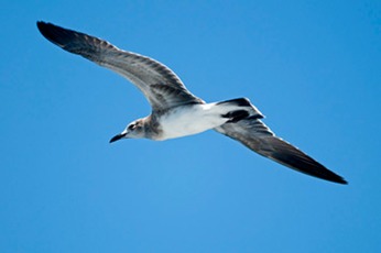 Young-laughing-gull---MEB 9027